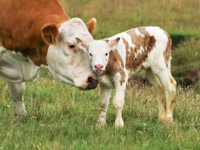Bovine FMDV-A Ab Test